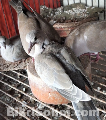 রানিং ঘুঘু জোরা বাচচাসহ